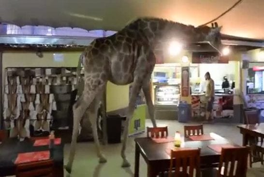 Girafe traverse un restaurant