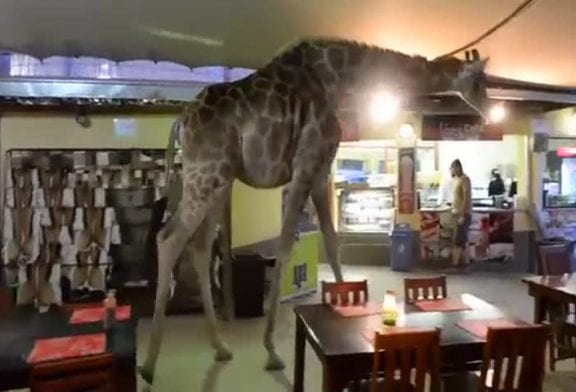 Girafe traverse un restaurant