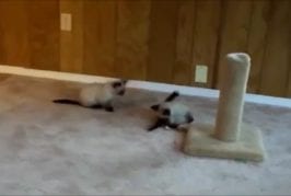 Mignons chatons font du catch