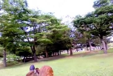 Cerf veut une bouteille d’eau à Nara au Japon