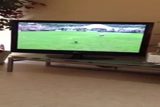 Chien confus regarde une compétition à la TV