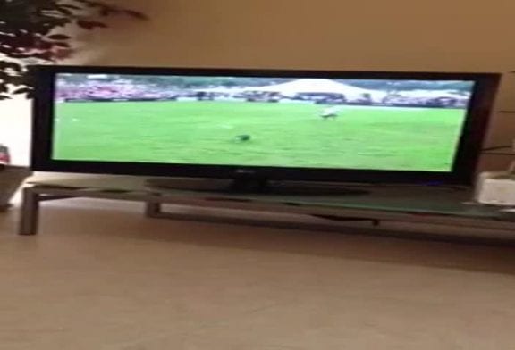 Chien confus regarde une compétition à la TV