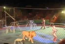 Lions de pandémonium attaquent leurs formateurs