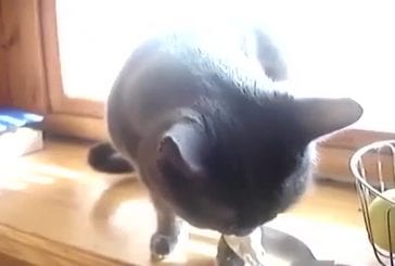 Chat fait des bruits hilarants en mangeant
