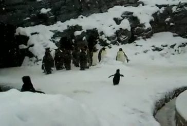 Le plus heureux pingouin au monde