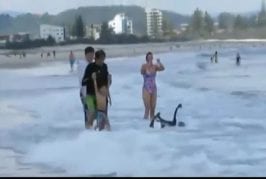 Cygnes vont surfer en Australie