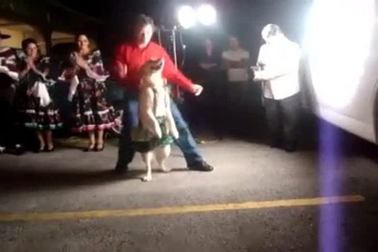 Chien danse la salsa