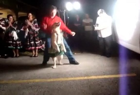 Chien danse la salsa