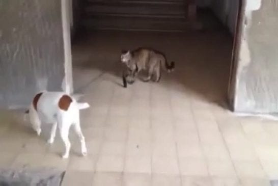 Chat promène son chien en laisse