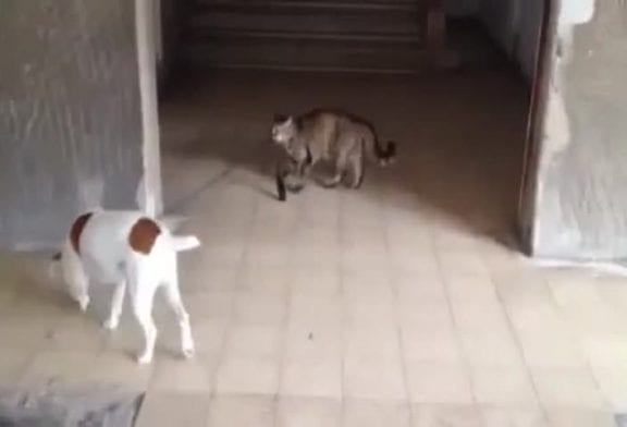 Chat promène son chien en laisse