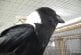Avez-vous déjà entendu parler un corbeau