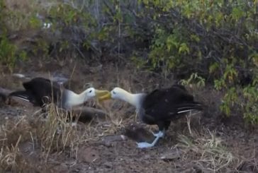 Danse d’accouplement des albatros du Galapagos