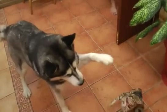 Husky répond au chat