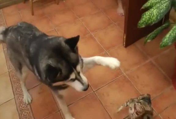 Husky répond au chat