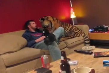 Jonas le tigre regarde la télé avec son maître