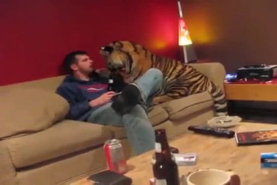 Jonas le tigre regarde la télé avec son maître