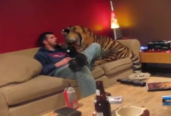 Jonas le tigre regarde la télé avec son maître