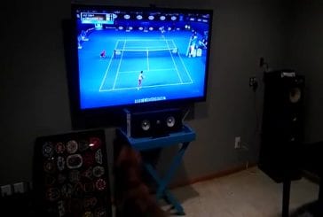 Chien aime regarder le tennis à la télé
