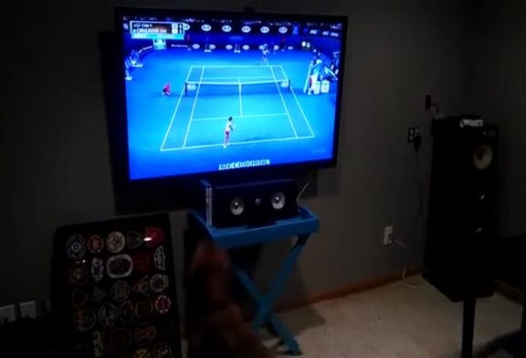 Chien aime regarder le tennis à la télé