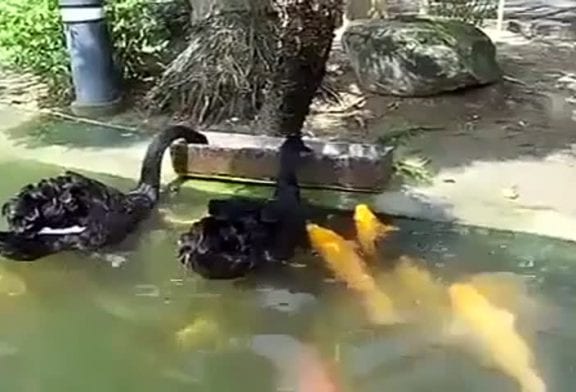 Cygne nourrit les poissons affamés