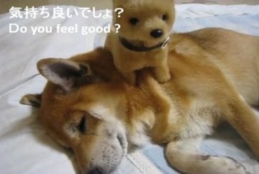 Massages pour chien avec un jouet