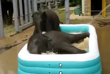 Bébés éléphants jouent dans une piscine pour enfants