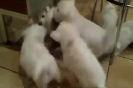 Chat attaqué par chiots