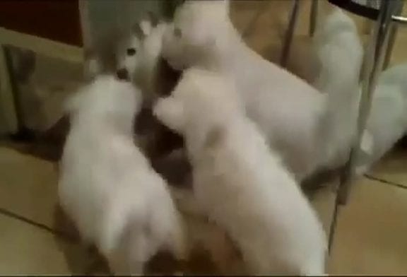 Chat attaqué par chiots