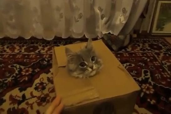Le chat Jack-In-The-Box
