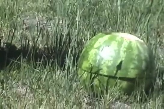 Pastèque et azote liquide