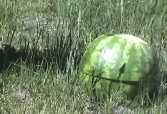 Pastèque et azote liquide