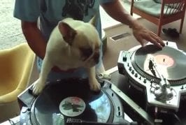 Chien DJ