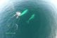 Drone au dessus des dauphins et des baleines