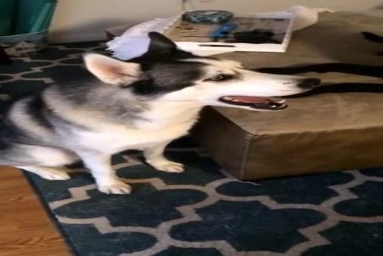 Les chiens de traîneau sont si impertinent