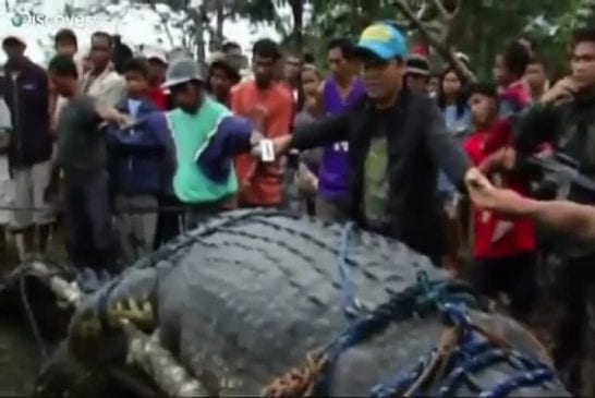 Crocodile mange un enfant