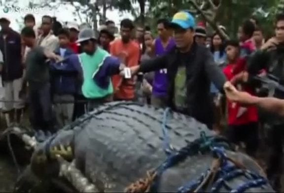 Crocodile mange un enfant