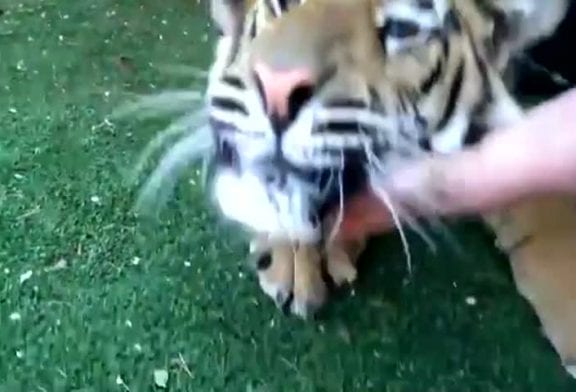 Comment arracher une dent à un tigre