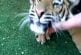 Comment arracher une dent à un tigre