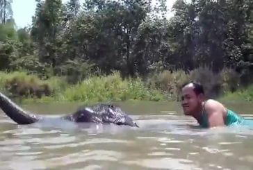 Nager avec un bébé éléphant