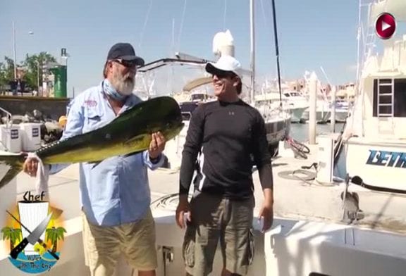 Otarie sournoise vole un poisson géant des mains de pecheurs