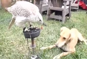 Faucon nourrit son chien avec des cailles