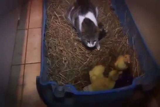 Maman chat enlève des canards