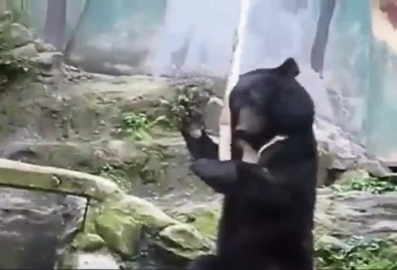 Kung fu ours au Japon