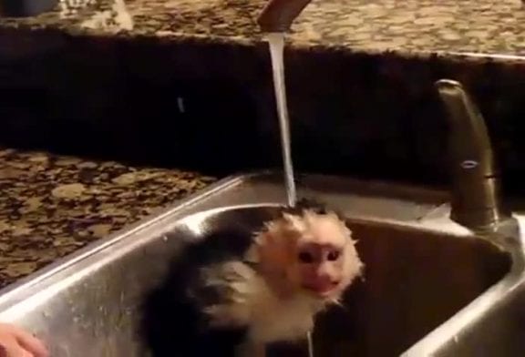 Douche pour singe