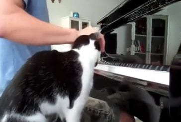 Chat interrompt piano