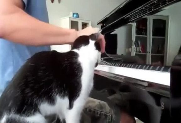 Chat interrompt piano