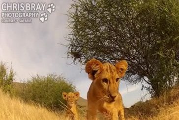 Lionceau joue avec la caméra GoPro
