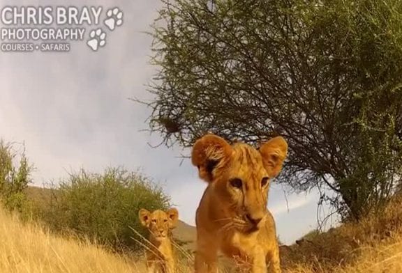 Lionceau joue avec la caméra GoPro