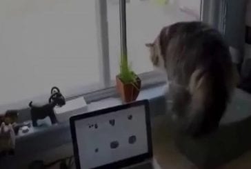 Chat voit quelque chose à l’extérieur
