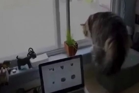 Chat voit quelque chose à l’extérieur